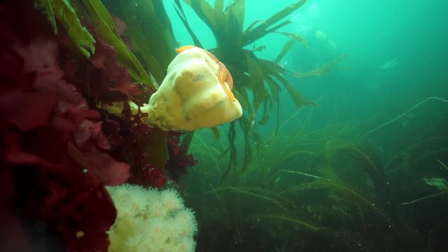 Spiny king crab Paralithodes brevipess underwater in Sea of Okhotsk. Shell with prickles is dark brown color, right claw on outer side is dark red. Underwater diving.