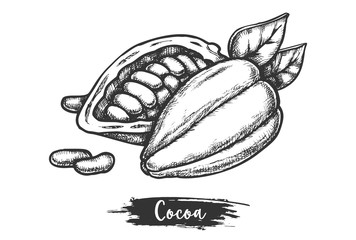 Sliced cacao fruit and beans. Sketch of cocoa pod