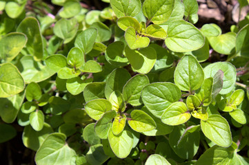 Oregano im Garten