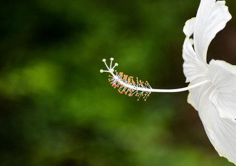 Closeup of white hibiscus flower (vella chembarathy ) - stamen focused with dark green bokeh background - Image