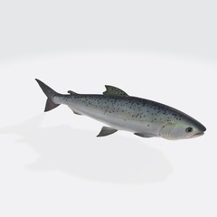 3d illustration of clean fish. 3d model of fish with open mouth.