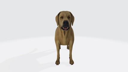 3d illustration of dog