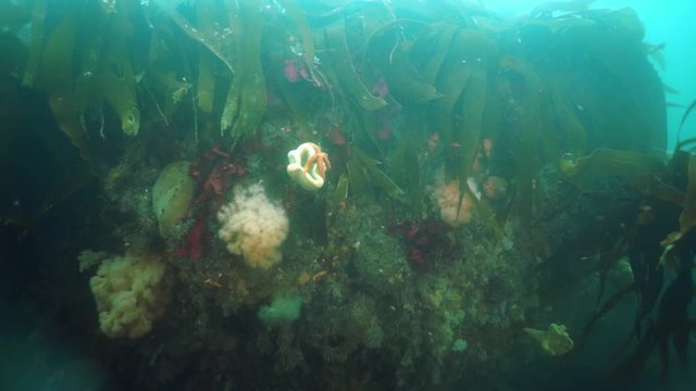 Spiny king crab Paralithodes brevipess underwater in Sea of Okhotsk. Shell with prickles is dark brown color, right claw on outer side is dark red. Underwater diving.