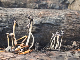 The burned mushroom on the charcoal