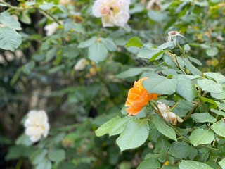 Fiori colorati nel verde delle ville romane