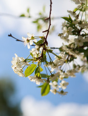 цветущая вишня,blooming cherry,