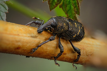 Bug. A beautiful very small cute black insect with orange spots poses for the camera on a branch. Macro shooting. High quality photography for websites, magazines and apps.