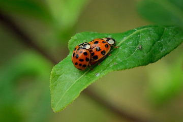 Ladybugs. Beautiful very small cute insects with a red panser and black dots pose on camera. Macro...