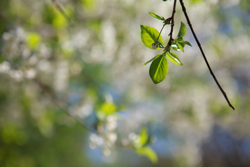 цветущая вишня,blooming cherry,