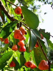 The rose apple in Thailand © thwatchai1971