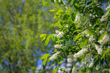 цветущая вишня,blooming cherry,