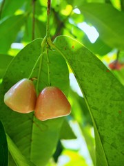 The rose apple in Thailand