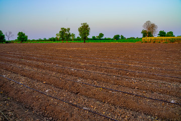 agriculture field ready for new planting season, water drip irrigation