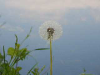 dandelion in the wind