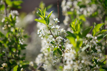 цветущая вишня,blooming cherry,