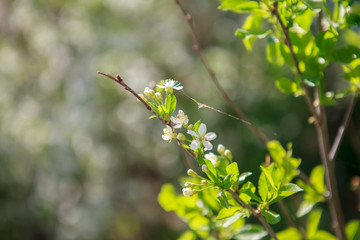 цветущая вишня,blooming cherry,