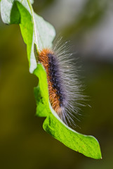 Garden Tiger moth - Arctia caja, beautiful colored moth from European forests and woodlands, Zlin, Czech Republic.