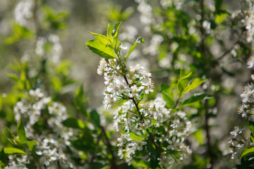 цветущая вишня,blooming cherry,