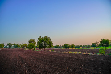 agriculture field ready for new planting season, water drip irrigation