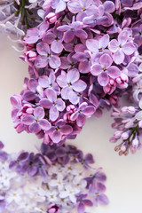 Fototapeta na wymiar Lilac twigs on the background