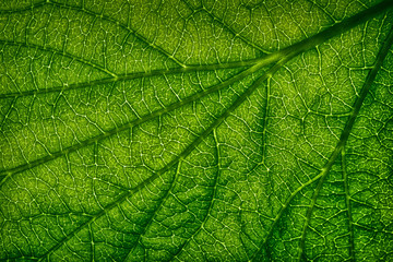 close up macro of a leaf with veins 