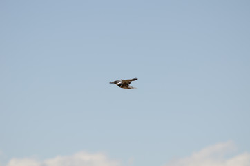 Flying Belted KingFisher
