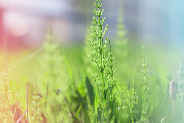 green grass background for wallpaper or website. pink and blue instagram filter. beautiful nature. puzzle or poster concept