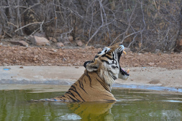 Fototapeta na wymiar Bengal tiger in the wild