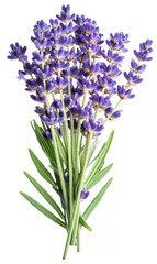 Bunch of lavandula or lavender flowers on white background.