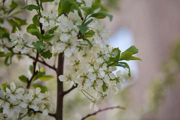 цветущая вишня,blooming cherry,