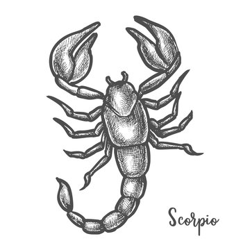 Scorpion sketch or hand drawn scorpio zodiac sign