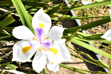 white frangipani flower