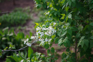 цветущая вишня,blooming cherry,spring, tree, flower, blossom, nature, green, flowers, white, bloom, blooming, branch, garden, plant, leaf, apple, cherry, season, beauty, summer, petal, close-up, flora