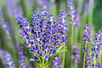 Obraz premium Bunch of fresh lavandula in man's hand. Field of young lavender flowering plants at the background.
