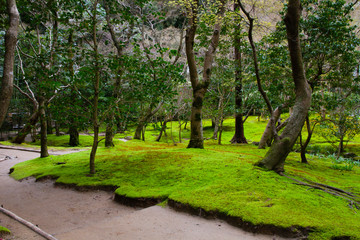 Fototapeta na wymiar Landscape of forest which ground covered with green moss