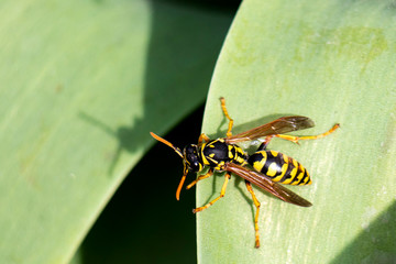European yellow-black wasp sits on a green leaf. View from above. Also known as Yellowjacket.