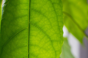 Naklejka na ściany i meble Green leaves background. Leaf texture, green fresh leaf veins macro texture nature background
