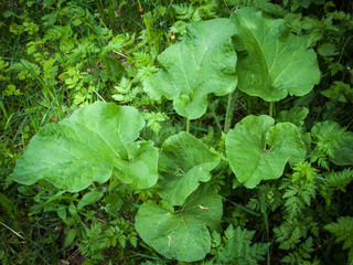 Fototapeta premium spring medicinal plants, burdock closeup