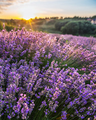 Fototapeta premium Kolorowe kwitnące lawendy lub pola lawendy w świetle świtu.
