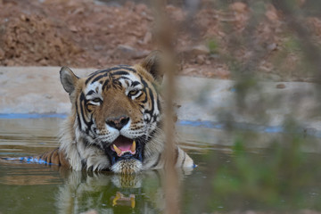 tiger in water