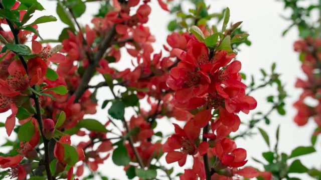Blooming red flowers of Japanese quince.
