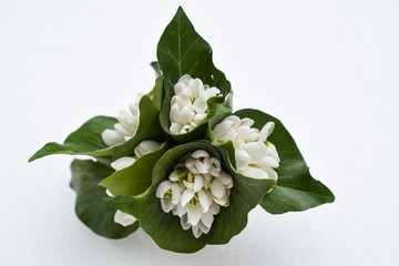 Snowdrops bouquet in the snow, simple spring concept. traditional romanian "Martisor", "1 martie"