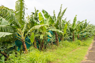Fototapeta na wymiar Plantation of banana trees in Martinique