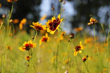 Yellow & Red Flowers in a Field