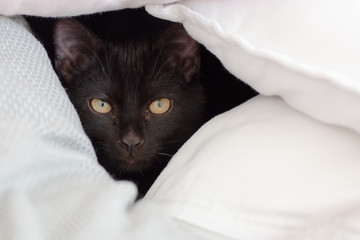 Schwarzer Kater Frontalansicht zwischen weissen Kissen