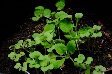 Sprout of a small radish plant on the ground.