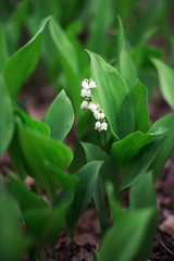 Lily of the valley (Convallaria majalis), blooming in the spring forest