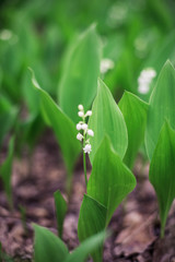Lily of the valley (Convallaria majalis), blooming in the spring forest