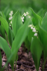 Lily of the valley (Convallaria majalis), blooming in the spring forest