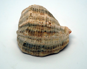 Sea shell placed on white background